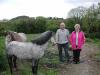 Tommy and Maura Bradfield at Killowen with horses_thumb.jpg 2.6K